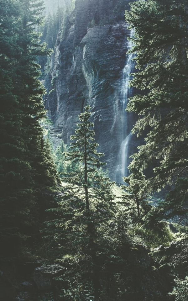 forest with a cliff in the background